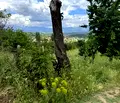 Снимка 3 — Парцел в Благоевград, с. Българчево