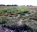 Снимка 4 — Парцел в Бургас, Ахелой