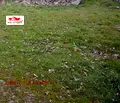 Снимка 3 — Парцел в Бургас, Ахтопол