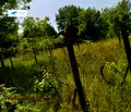 Снимка 4 — Парцел в Бургас, Царево