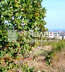 Парцел в Бургас, Царево