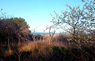 Парцел в Бургас, Царево