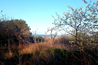 Парцел в Бургас, Царево