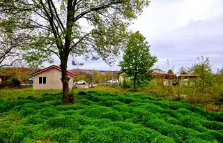 Парцел в Бургас, Царево