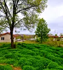 Парцел в Бургас, Царево