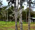 Снимка 2 — Парцел в Бургас, Черноморец