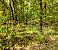 Снимка 5 — Парцел в Бургас, Приморско