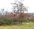 Снимка 5 — Парцел в Бургас, к.к. Слънчев бряг
