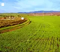 Снимка 5 — Парцел в Бургас, с. Александрово
