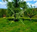Снимка 2 — Парцел в Бургас, с. Белила