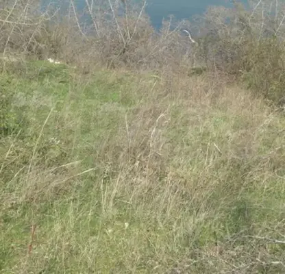 Photo 4 — Plot in Oblast Burgas, Emona