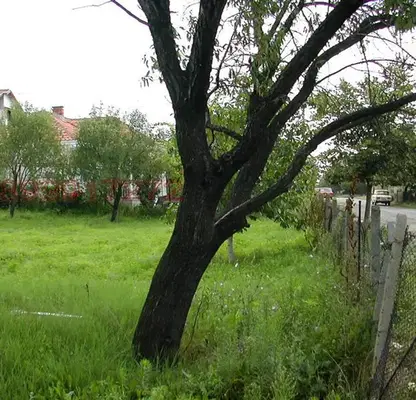 Снимка 3 — Парцел в Бургас, с. Горица