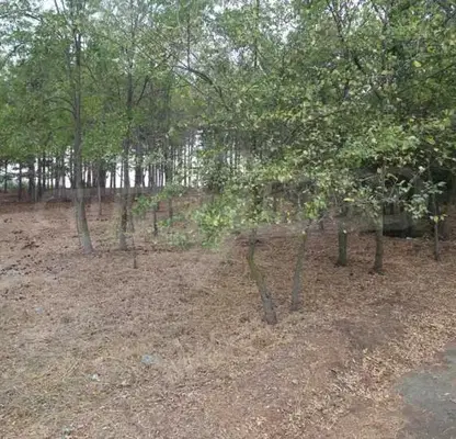 Photo 5 — Plot in Oblast Burgas, Lozenec