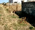 Снимка 2 — Парцел в Добрич, Балчик