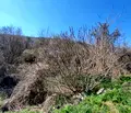 Снимка 3 — Парцел в Добрич, Балчик