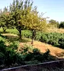 Парцел в Добрич, Шабла