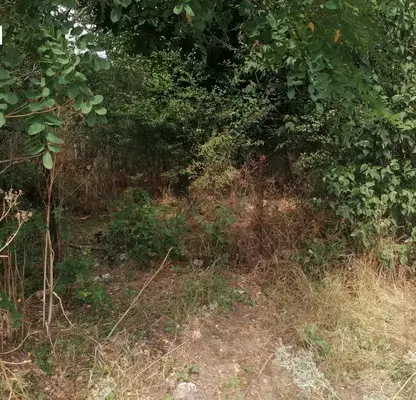 Photo 4 — Plot in Oblast Dobrich, Bogdan