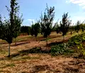Снимка 3 — Парцел в Добрич, с. Драганово