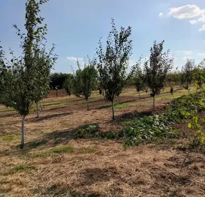Снимка 3 — Парцел в Добрич, с. Драганово