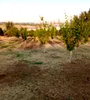 Парцел в Добрич, с. Драганово