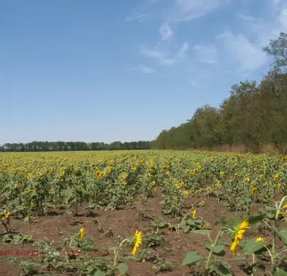 Photo 3 — Plot in Oblast Dobrich, Durankulak