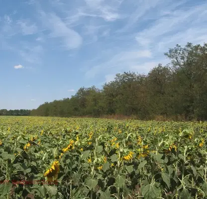 Photo 2 — Plot in Oblast Dobrich, Durankulak