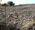 Снимка 2 — Парцел в Добрич, с. Генерал Колево