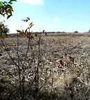Парцел в Добрич, с. Генерал Колево