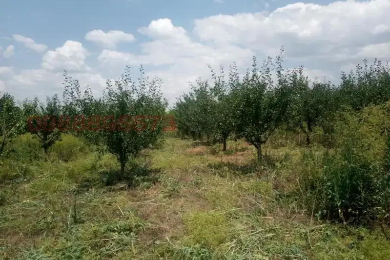 Plot in Oblast Dobrich, Gradini