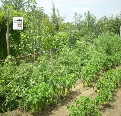 Photo 2 — Plot in Oblast Dobrich, Gradini