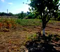 Снимка 4 — Парцел в Добрич, с. Гурково
