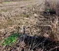 Снимка 3 — Парцел в Добрич, с. Изворово