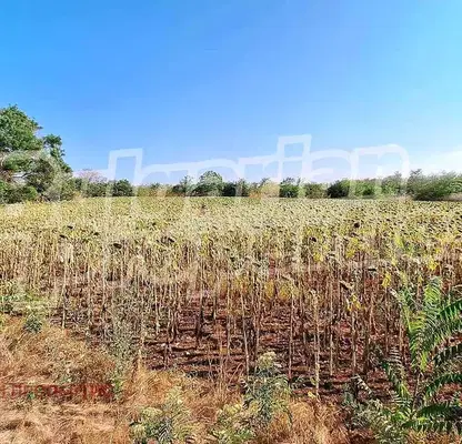 Photo 3 — Plot in Oblast Dobrich, Smin