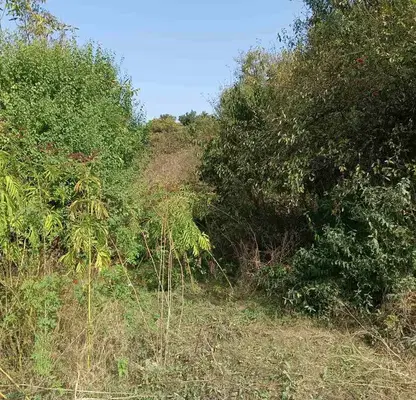 Photo 4 — Plot in Gabrovo, Dryanovo