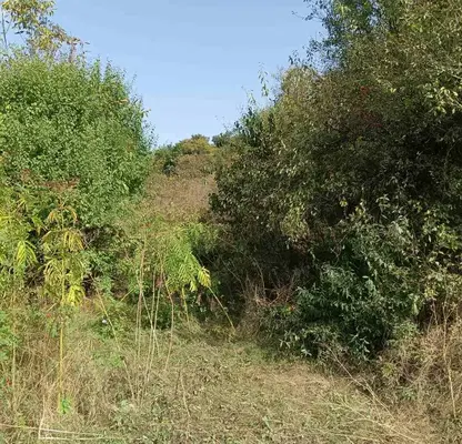 Photo 5 — Plot in Gabrovo, Dryanovo