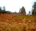 Снимка 2 — Парцел в Габрово, Трявна