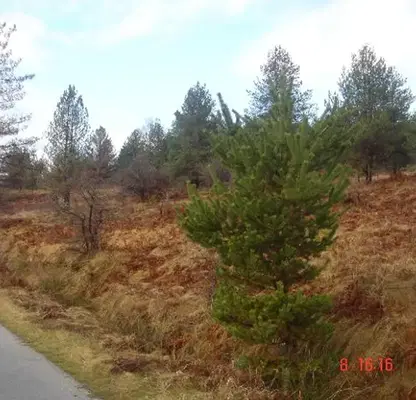 Photo 3 — Plot in Oblast Gabrovo, Tryavna