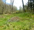 Снимка 5 — Парцел в Габрово, с. Боженците