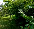 Снимка 5 — Парцел в Габрово, с. Горна Росица