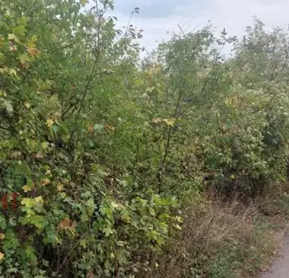 Photo 2 — Plot in Oblast Gabrovo, Kostenkovci