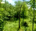 Снимка 2 — Парцел в Габрово, с. Туркинча