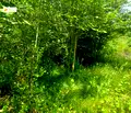 Снимка 3 — Парцел в Габрово, с. Туркинча