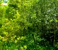 Снимка 4 — Парцел в Габрово, с. Туркинча