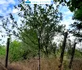 Снимка 2 — Парцел в Кърджали, с. Опълченско