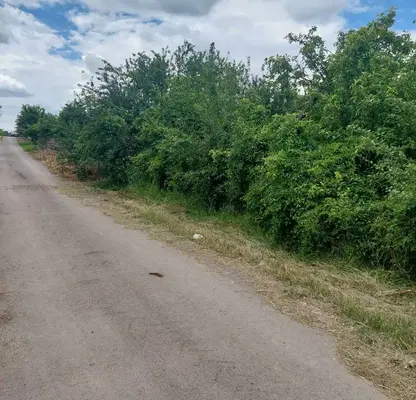 Снимка 4 — Парцел в Кърджали, с. Пчеларово