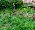 Снимка 4 — Парцел в Кюстендил, Бобошево