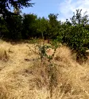 Парцел в Кюстендил, Дупница