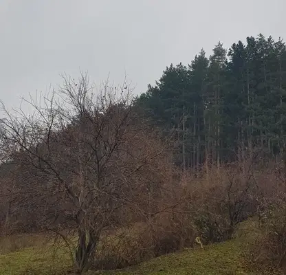 Photo 2 — Plot in Oblast Kyustendil, Sapareva Banya