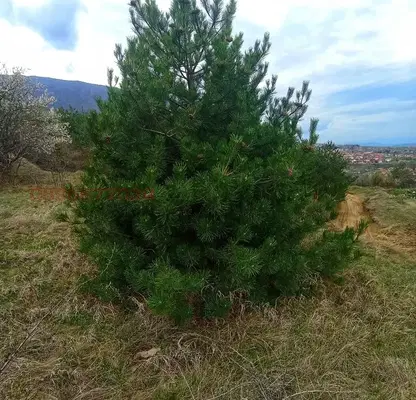 Photo 3 — Plot in Oblast Kyustendil, Sapareva Banya