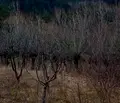 Снимка 3 — Парцел в Кюстендил, Сапарева баня